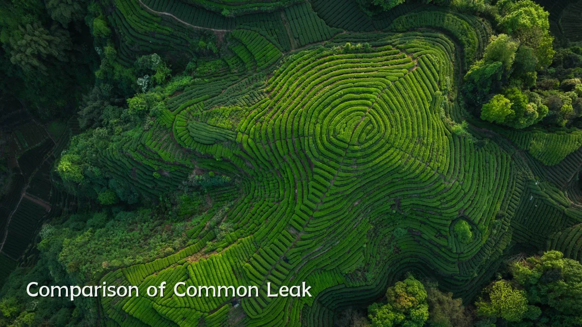 Comparison of Common Leak
