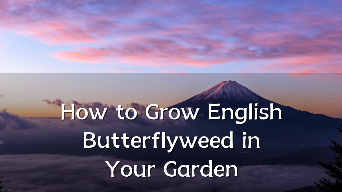 How to Grow English Butterflyweed in Your Garden