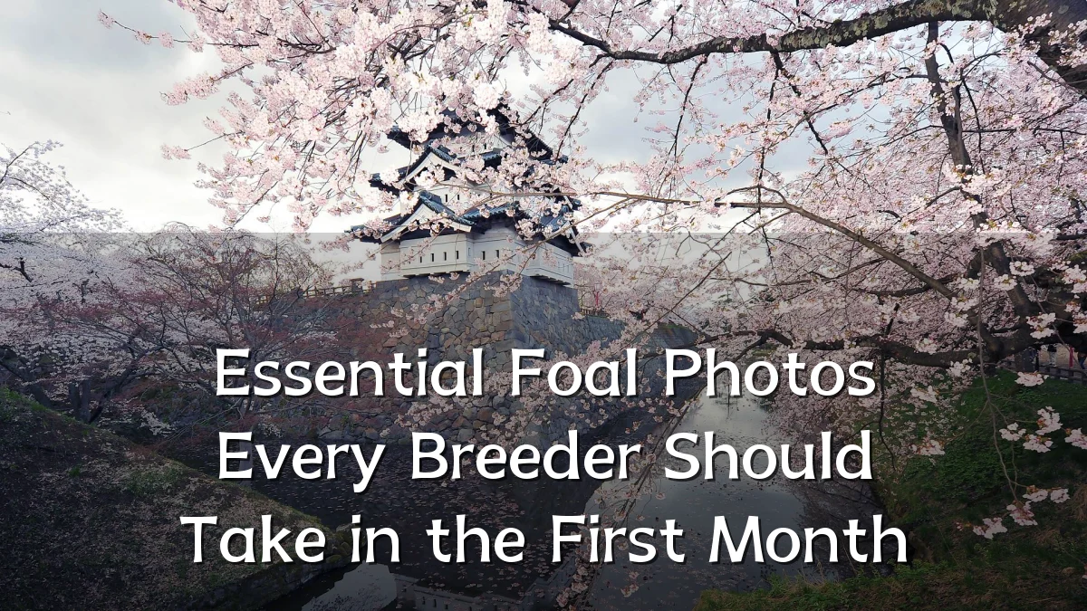Essential Foal Photos Every Breeder Should Take in the First Month