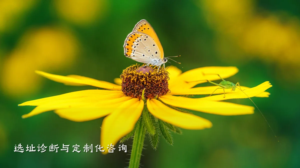 选址诊断与定制化咨询