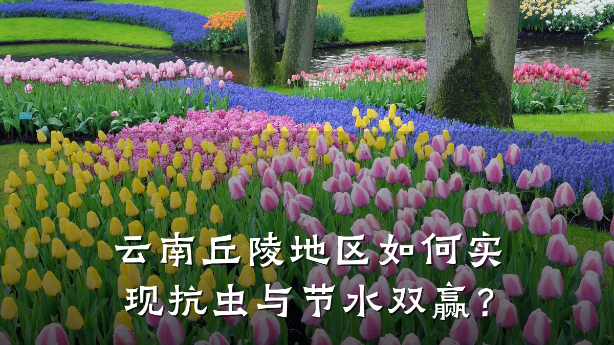 云南丘陵地区如何实现抗虫与节水双赢?